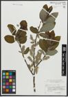 Foto von Salix appendiculata Vill.